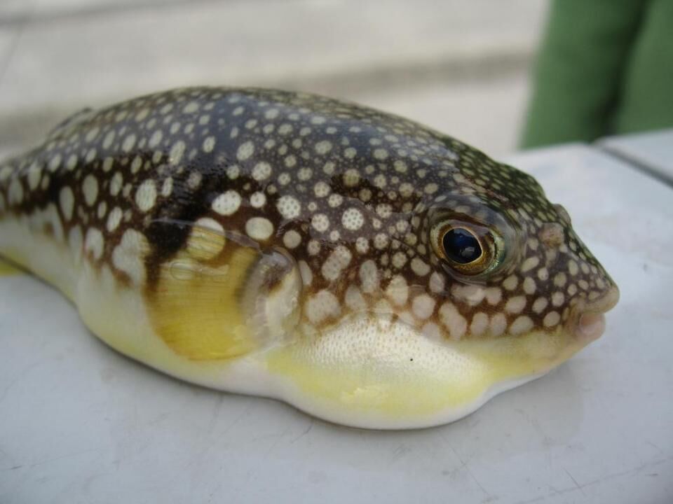 Japanese pufferfish